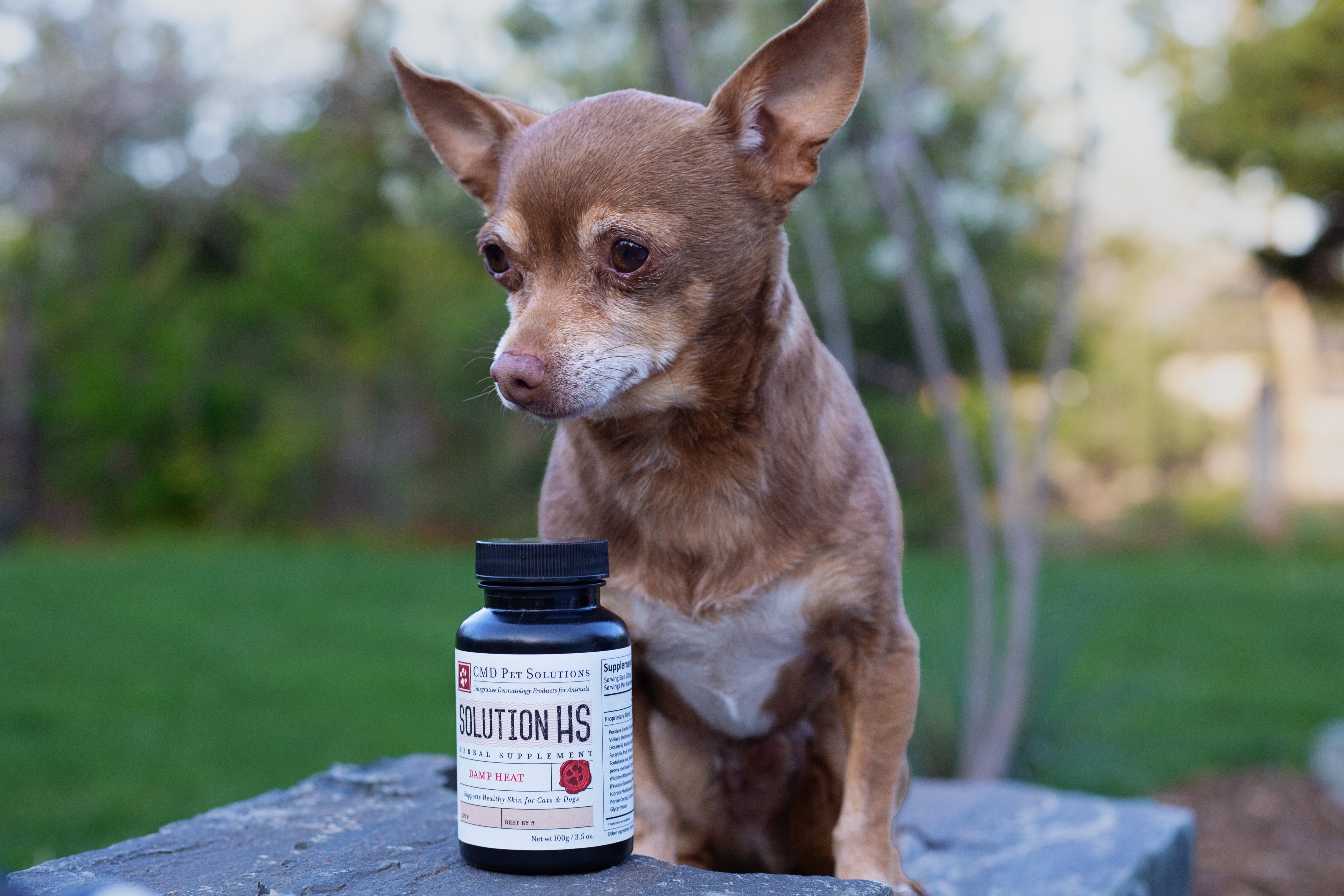 Cmd Supplement Herbal Supplement for Hot Spots in Dogs | CMD Pet Solutions – CMD Skin ...